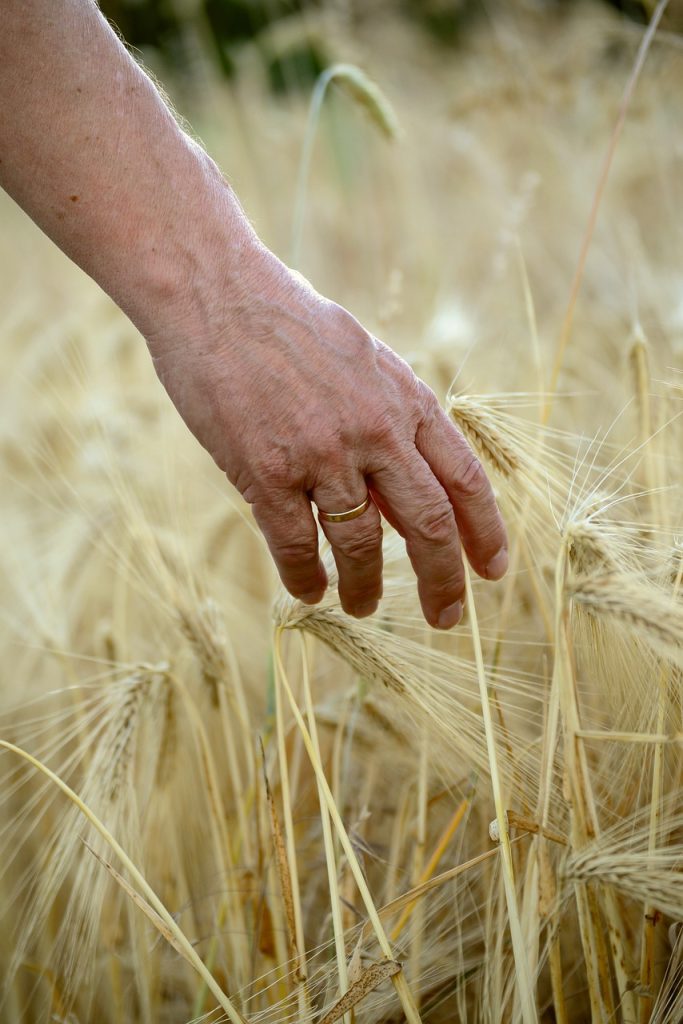 hand, human, man-4752649.jpg