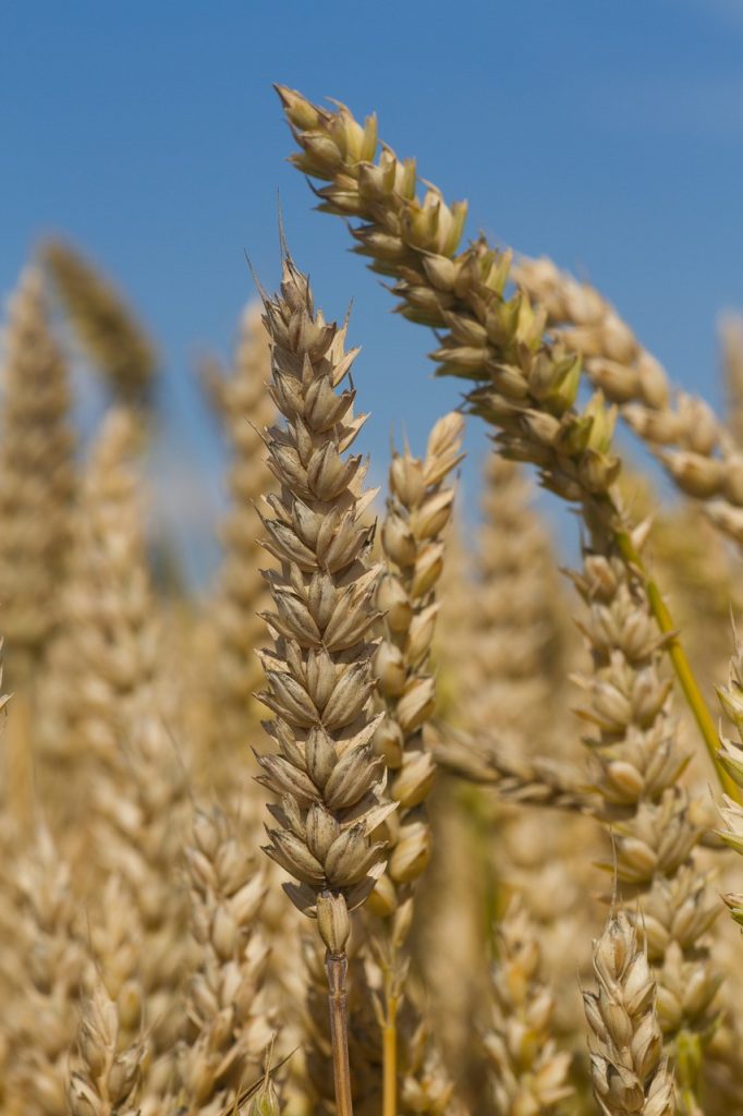 wheat, crop, agriculture-2539651.jpg