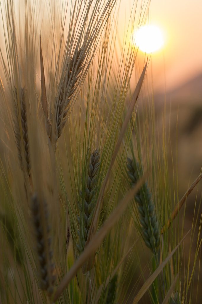 wheat, field, crop-2417391.jpg
