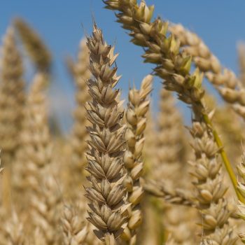 wheat, crop, agriculture-2539651.jpg