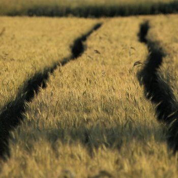 wheat, field, track-6358659.jpg